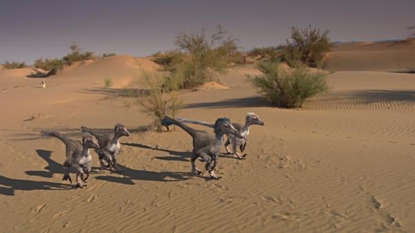 Bild 1 von 15: Velociraptoren im Rudel unterwegs.