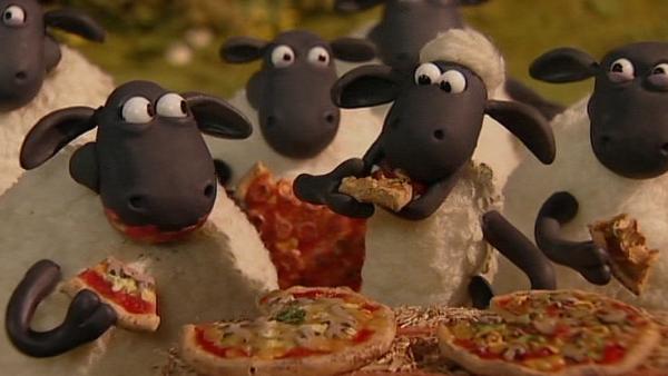 Bild 1 von 9: Pizza! Pizza! Ein Festessen auch für Schafe.