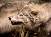 Tierische Massenjagden