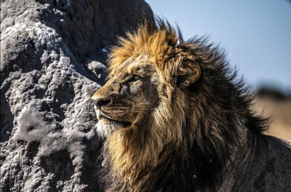Bild 1 von 6: Das Reich des eindrucksvollen ?Königs der Tiere? wird maßgeblich geprägt von Lebewesen, die nur wenige Millimeter messen: Termiten. Manchmal bauen sie Nester, die eine Höhe von mehreren Metern erreichen.