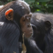 Tierische Doktoren
