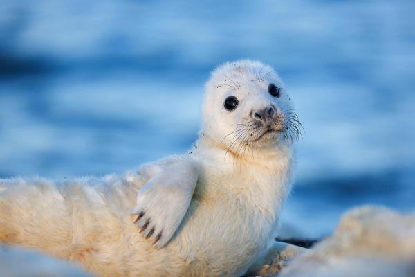 Bild 1 von 5: Junge Kegelrobbe in der Rigaer Bucht