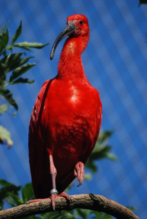 Bild 1 von 1: Ein Roter Ibis.