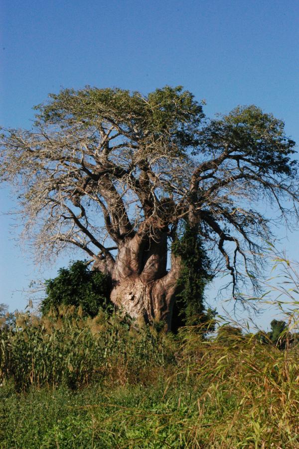 Bild 1 von 4: Der Gorongosa National Park ist über 4000 km² groß und liegt am südlichen Ende des Afrikanischen Grabenbruches. Sein Gebiet umfasst sowohl die Ebenen mit Flüssen und dem Lake Urema, die Hochplateaus wie auch den über 1800 Meter hohen Mount Gorongosa.