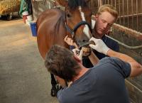 Praxis Dr. Dreesen - Ein Hof für Tiere