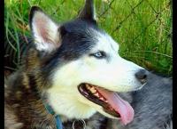 Medical Detectives - Geheimnisse der Gerichtsmedizin