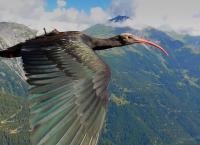 Tierische Überflieger