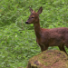 Wildes Land