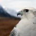 Die Wildnis der Wikinger - Inseln im Nordatlantik