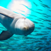 Tierische Superhelden - Die Speedteufel