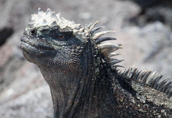Bild 1 von 15: Auf Fernandina, einer der Galapagosinseln im Pazifik, lebt eines der seltsamsten Reptilien - der meergehende Leguan. Diese Tiere sind Vegetarier und finden an Land nur wenig Nahrung. So grasen diese Echsen auf dem Meeresgrund