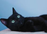 Entenfellners Tier-Welt