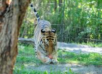 Bronx Zoo - Tierpark der Superlative