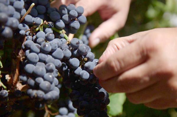Bild 1 von 3: Unweit der Stadt General Roca gedeihen die Pinot-noir-Trauben der Bodega Humberto Canale. Ihre Gründer, die sich vor über hundert Jahren dort niederließen, waren Pioniere des Rebbaus in Patagonien.