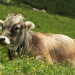 Faszination Heimat