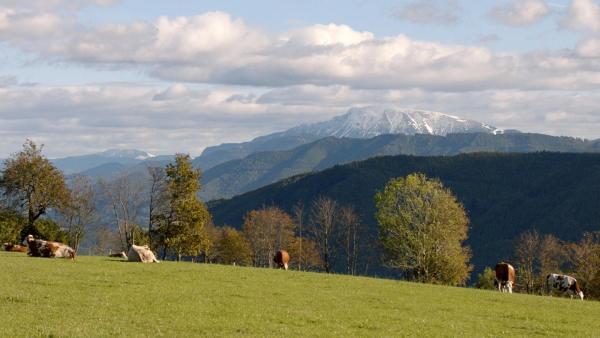 Bild 1 von 7: Im Bild: Weithin ragt der fast 1.900 Meter hohe Ötscher aus den Ybbstaler Alpen heraus.