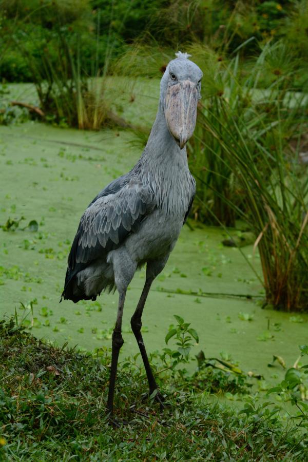 Bild 1 von 3: Der Schuhschnabel jagt in Sümpfen und am Nil-Ufer nach Fischen.