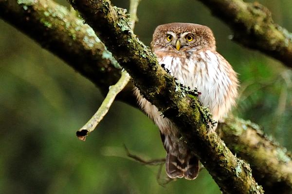 Bild 1 von 21: Sperlingskauz.