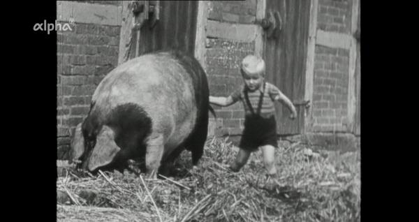 Bild 1 von 4: In der Lüneburger Heide lässt sich ein Schwein vom Bauernjungen nicht aus der Ruhe bringen, 1954.