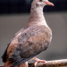 Zoo und so - Tierisch wild!