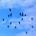 Der Flug des Waldrapps