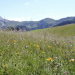 Kräuterwelten - In den Alpen