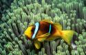 Tierische Titanen