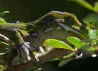 Helden der Evolution: Reptilien