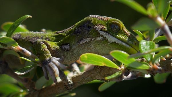 Bild 1 von 10: Im Bild: Juwelengecko.