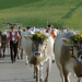 Die Grand Tour de Suisse