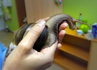 Anna und die Haustiere