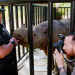 Mission Erde - Das Sumatra-Nashorn