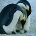Die Reise der Pinguine
