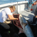 Wicked Tuna - Die Hochsee-Cowboys