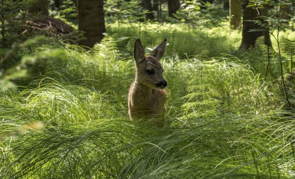 Bild 1 von 13: Rehe fressen meist außerhalb des Waldes, ein dichter Wald aber bietet ihnen Schutz vor Feinden.