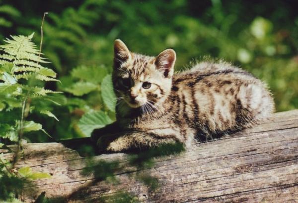 Bild 1 von 1: Eine junge Wildkatze im Nationalpark Bayerischer Wald.