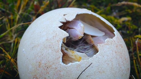 Bild 1 von 4: Ein Erbe der Dinosaurier: Auch Vögel legen Eier, aus denen ihre Nachkommen schlüpfen.