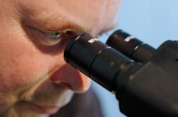 Bild 1 von 5: Kammerjäger Bernhard Bäcker betrachtet die invasive Ameisenart \