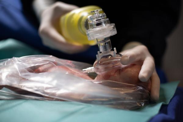 Bild 1 von 10: Nach der Geburt wird das Frühchen sofort beatmet. Zur Erleichterung aller beginnt es, Luft zu holen und zu atmen.