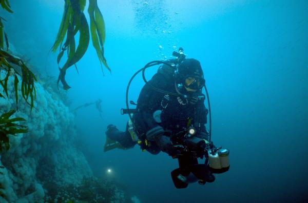 Bild 1 von 4: Jackie Hildering auf Spurensuche unter Wasser: Die Meeresbiologin untersucht, wie Wale das marine Gleichgewicht beeinflussen.