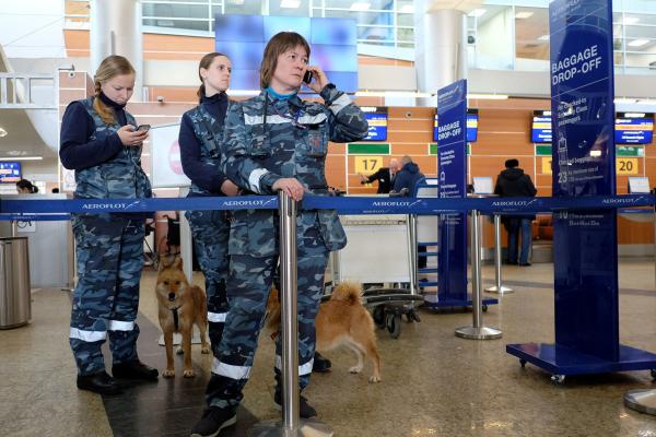 Bild 1 von 5: Am Moskauer Flughafen Scheremetjewo arbeitet eine ganz besondere Spürhund-Staffel: Mischlinge aus Schakal und arktischem Herden-Laika.