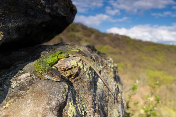 Bild 1 von 9: Smaragdeidechse auf einem Felsen im Nationalpark Thayatal.