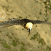 Tierwelt der Alpen