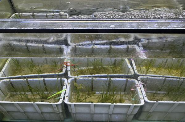Bild 1 von 6: Seegras gilt als ein Hoffnungsträger im Kampf gegen den Klimawandel. In Aquarien des Kieler Geomar Helmholtz-Zentrums für Ozeanforschung versuchen Meeresbiologen wärmeresistente Sorten heranzuzüchten.