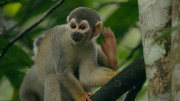 Bild 1 von 25: Affen werden von Amazonas-Indianern gejagt.