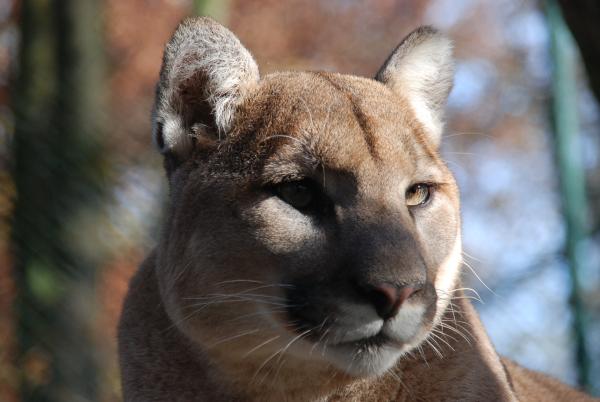 Bild 1 von 1: Die Pumas sind stinkig.