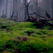 Unsere Wälder - Im Reich des Wassers
