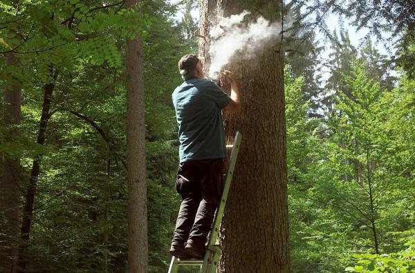 Bild 1 von 5: Das Ziel von Norbert dem Apidologen ist es, durch intensive Beobachtung herauszufinden, wie man die Lebensbedingungen von Zuchtbienen verbessern kann. Dafür experimentiert er mit verschiedenen Bienenstockarten, wie hier in dem Stamm einer Weißtanne.