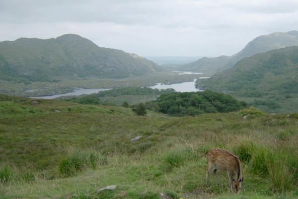 Bild 1 von 5: Reh im Killarney National Park