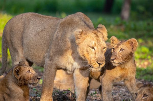 Bild 1 von 9: Eine Asiatische Löwin und ihre Jungen spazieren durch den Wald.